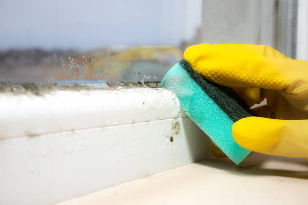 Best Industrial Mold Remediation in Moenkopi, AZ