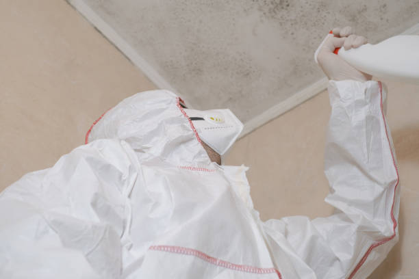 Best DIY Mold Remediation Support Services in Moenkopi, AZ