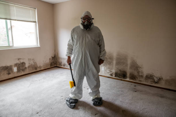 Best Post-Flood Mold Remediation in Moenkopi, AZ